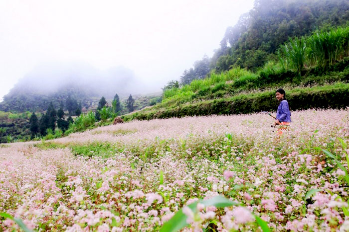 Explore Ha Giang Buckwheat Flower Festival